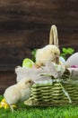 Easter bucket with eggs, young easter chickens around