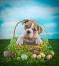 Easter Bulldog Puppy