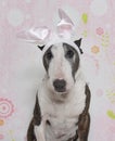 Easter Bully Bull Terrier Royalty Free Stock Photo