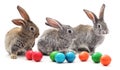 Easter bunnies with colored eggs.