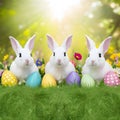 Easter bunnies, eggs, colorful flowers on wide spring background Royalty Free Stock Photo