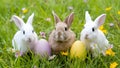 Easter bunnies, eggs, colorful flowers on wide spring background Royalty Free Stock Photo