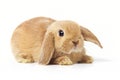 Easter Bunny Royalty Free Stock Photo