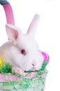 Easter Bunny Royalty Free Stock Photo