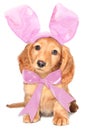 Easter bunny Royalty Free Stock Photo