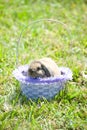 Easter bunny Royalty Free Stock Photo