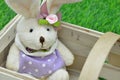 Easter bunny in a Basket