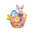 Easter bunny in basket with decorated eggs, flowers. Hand painted watercolor with floral design isolated on white Royalty Free Stock Photo