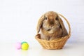 Easter Bunny in Basket and Easter Eggs. Lop Rabbit