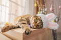 Easter bunny cat in bunny ears lying on the bedside table. Royalty Free Stock Photo