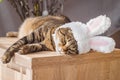 Easter bunny cat in bunny ears lying on the bedside table. Royalty Free Stock Photo