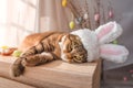 Easter bunny cat in bunny ears lying on the bedside table. Royalty Free Stock Photo