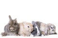 Easter bunny children photographed in front of isolated studio background
