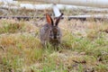 California Wildlife Series - Desert Cottontail Rabbit - Sylvilagus audubonii