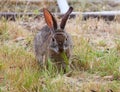 California Wildlife Series - Desert Cottontail Rabbit - Sylvilagus audubonii Royalty Free Stock Photo
