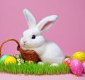 Easter Bunny and Colorful Eggs A Springtime Celebration Royalty Free Stock Photo