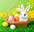 Easter Bunny and Colorful Eggs A Springtime Celebration Royalty Free Stock Photo