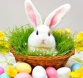 Easter Bunny and Colorful Eggs A Springtime Celebration Royalty Free Stock Photo