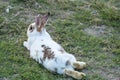 Easter bunny concept. Adorable fluffy little white and brown rabbits looking at something while lying on the green grass over Royalty Free Stock Photo