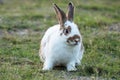 Easter bunny concept. Adorable fluffy little white and brown rabbits looking at something while sitting on the green grass over Royalty Free Stock Photo