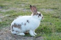 Easter bunny concept. Adorable fluffy little white and brown rabbits looking at something while sitting on the green grass over Royalty Free Stock Photo