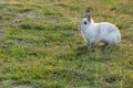 Easter bunny concept. Adorable fluffy little white and brown rabbits looking at something while sitting on the green grass over Royalty Free Stock Photo