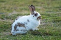 Easter bunny concept. Adorable fluffy little white and brown rabbits looking at something while sitting on the green grass over Royalty Free Stock Photo