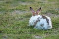 Easter bunny concept. Back of Adorable fluffy little white and brown rabbits looking at something while sitting on the green grass Royalty Free Stock Photo