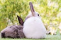 Easter bunny concept. Back of adorable fluffy little white and brown rabbits looking at something while sitting on the green grass Royalty Free Stock Photo