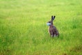 Easter bunny with a coronavirus face mask is sitting alone on a green meadow to avoid an infection during the holidays, health