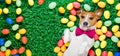 Easter bunny dog with eggs Royalty Free Stock Photo