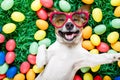 Easter bunny dog with eggs selfie Royalty Free Stock Photo