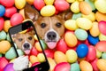 Easter bunny dog with eggs selfie Royalty Free Stock Photo