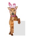 Easter Bunny Dog Holding Blank Sign Royalty Free Stock Photo