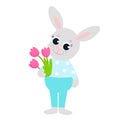 The Easter bunny is dressed in pants and a shirt and holds spring flowers, pink tulips, in his paws. Royalty Free Stock Photo