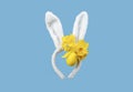 Easter bunny ears isolated on blue background