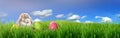 Easter bunny and Easter eggs on green grass Royalty Free Stock Photo