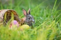 Easter bunny and Easter eggs on green grass outdoor Colorful eggs in the nest basket and little rabbit