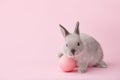 Easter bunny with egg on pink background