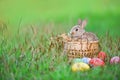 Easter bunny and Easter eggs on green grass outdoor / Little brown rabbit sitting basket Royalty Free Stock Photo