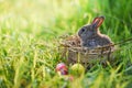 Easter bunny and Easter eggs on green grass outdoor / Little brown rabbit Royalty Free Stock Photo