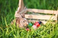 Easter bunny and Easter eggs on green grass outdoor / Little brown rabbit sitting wooden basket Royalty Free Stock Photo