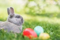 Easter bunny and Easter eggs on spring green grass. Cute rabbit Royalty Free Stock Photo