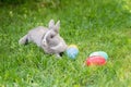 Easter bunny and Easter eggs on spring green grass. Cute rabbit Royalty Free Stock Photo