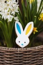 Easter bunny gingerbread cookie with ears yellow blue colored as Ukraine flag Royalty Free Stock Photo