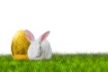 Easter bunny and golden egg Royalty Free Stock Photo