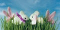 Easter bunny in green grass on the lawn, natural background, blue sky, pink bunny ears, Easter greeting concept Royalty Free Stock Photo