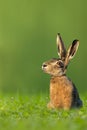 Easter bunny / hare sitting in meadow