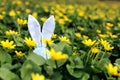 Easter bunny hidden on a flower meadow, yellow spring flowers on a meadow of green grass. Concept spring, ears hare