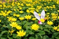 Easter bunny hidden on a flower meadow, yellow spring flowers on a meadow of green grass. Concept spring, ears hare